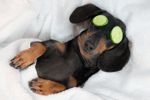 dachshund relaxing practicing self care