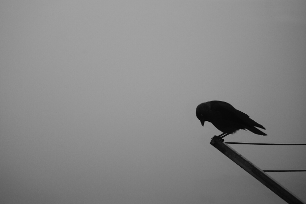 grief and pandemic lone bird black and white